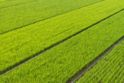 Endless Rice Fields Stock Photos