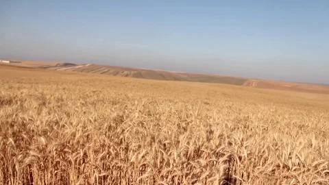Endless ripe wheat field the blue sky background Stock Footage 76758209