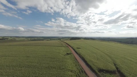 Endless Road Through a Corn Plantation – Breathtaking Drone View Stock Footage 306474550