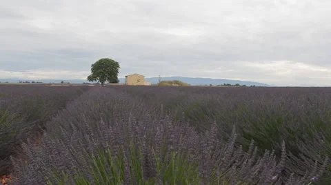 Endless Rows Of Beautiful Lavender Field Video stock 64640769