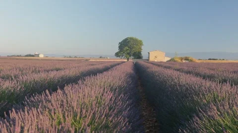 Endless Rows Of Beautiful Lavender Field Video stock 64642409