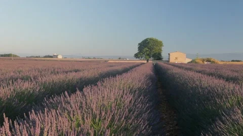 Endless Rows Of Beautiful Lavender Field Video stock 64642870