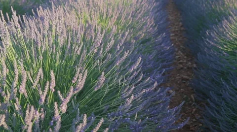Endless Rows Of Beautiful Lavender Field Video stock 64643085