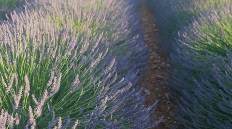 Endless Rows Of Beautiful Lavender Field Video stock 64643808