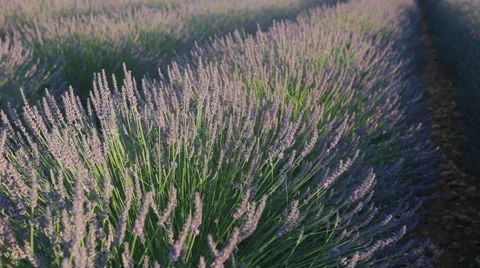 Endless Rows Of Beautiful Lavender Field Video stock 64643941