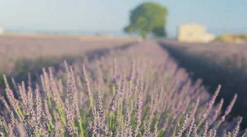 Endless Rows Of Beautiful Lavender Field Video stock 64644275