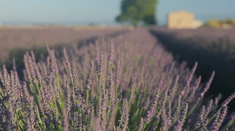 Endless Rows Of Beautiful Lavender Field Video stock 64644462