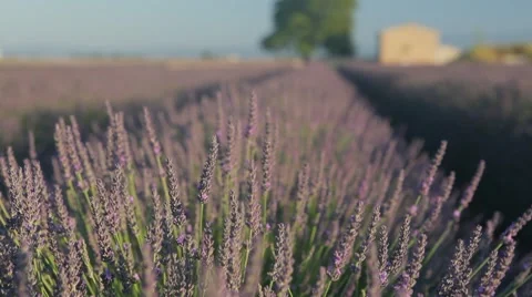 Endless Rows Of Beautiful Lavender Field Video stock 64644975