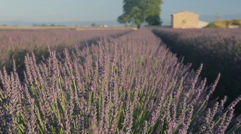 Endless Rows Of Beautiful Lavender Field Video stock 64645033