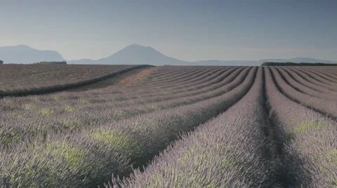 Endless Rows Of Beautiful Lavender Field Video stock 64645735