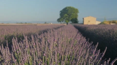 Endless Rows Of Beautiful Lavender Field Stock Footage 64645790