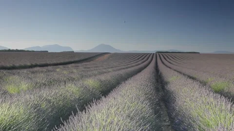 Endless Rows Of Beautiful Lavender Field Video stock 64649129