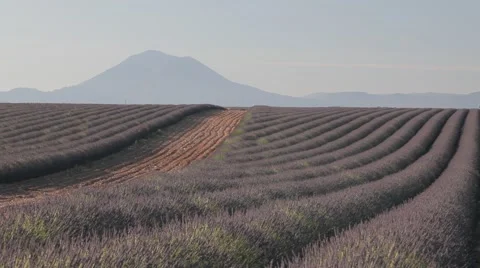 Endless Rows Of Beautiful Lavender Field Video stock 64650626