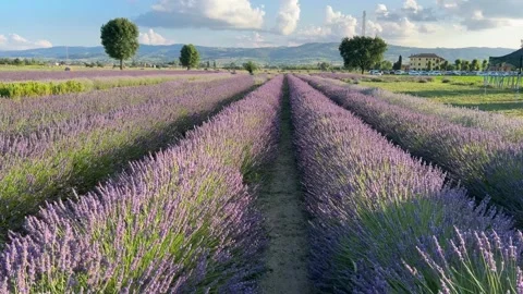 Endless rows of blooming lavender fields on summer time in Assisi Stock Footage 245275534