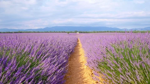 Endless rows of blooming lavender flowers in a scented field of Valensole Stock Footage 106850714