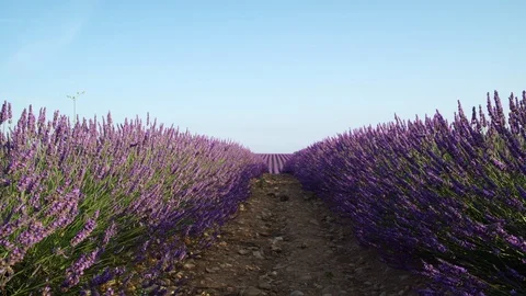 Endless rows of blooming lavender flowers in a scented field of Valensole Stock Footage 120367597