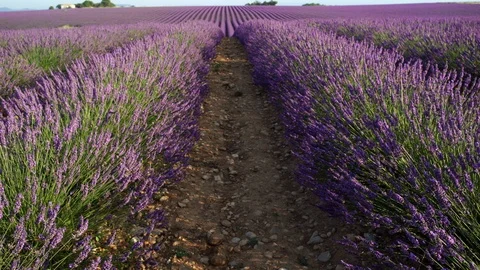Endless rows of blooming lavender flowers in a scented field of Valensole Stock Footage 124358917