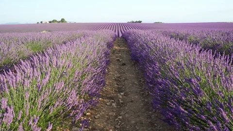Endless rows of blooming lavender flowers in a scented field of Valensole Stock Footage 124373230