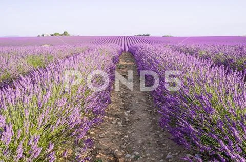 Endless rows of blooming lavender flowers in a scented field of Valensole Stock Photos