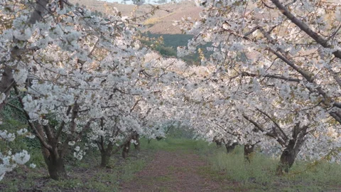 Endless rows of blossoming cherry trees in a spring orchard. Vidéo 332008901