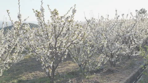 Endless rows of blossoming cherry trees in a spring orchard. Vidéo 332008932