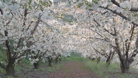 Endless rows of blossoming cherry trees in a spring orchard. Stock Footage 332009045