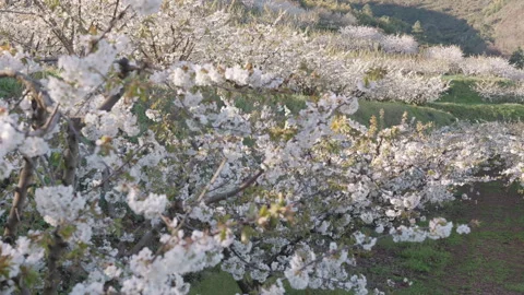 Endless rows of blossoming cherry trees in a spring orchard. Stock Footage 332009502