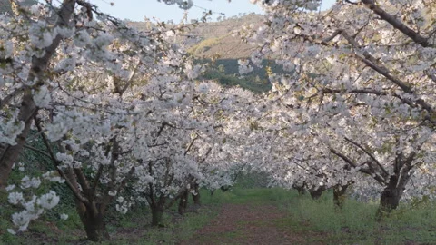 Endless rows of blossoming cherry trees in a spring orchard. Vidéo 332009509