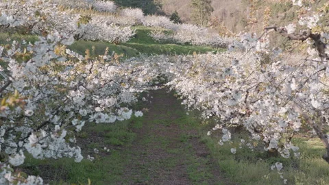 Endless rows of blossoming cherry trees in a spring orchard. Vidéo 332009510