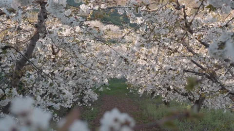 Endless rows of blossoming cherry trees in a spring orchard. Stock Footage 332009568