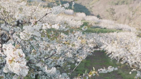 Endless rows of blossoming cherry trees in a spring orchard. Stock Footage 332009591