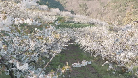 Endless rows of blossoming cherry trees in a spring orchard. Stock Footage 332009823
