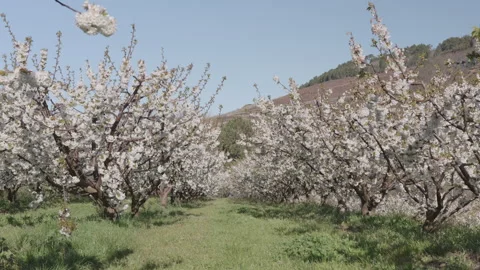 Endless rows of blossoming cherry trees in a spring orchard. Stock Footage 332010045