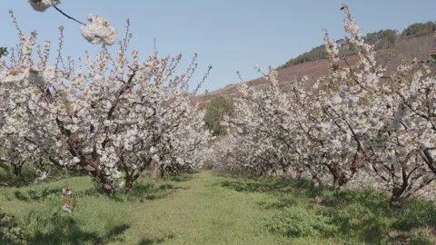 Endless rows of blossoming cherry trees in a spring orchard. Stock Footage 332010061