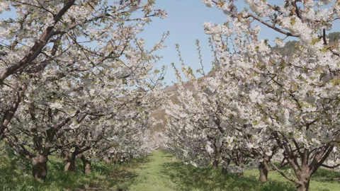 Endless rows of blossoming cherry trees in a spring orchard. Stock Footage 332010323