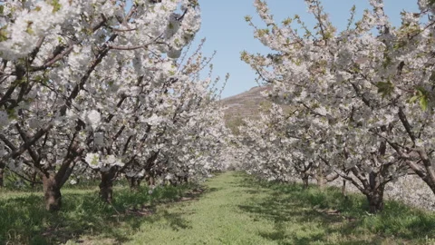 Endless rows of blossoming cherry trees in a spring orchard. Stock Footage 332010324