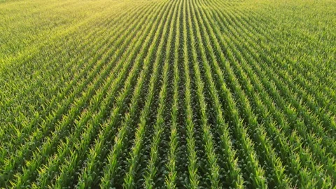 Endless Rows Of Corn At Dawn - Drone Video Flying Over Cornfield 스톡 동영상 203053526