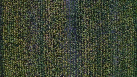 Endless rows of cornstalks, cultivated on a vast cornfield, tall stalks Stock-Footage 140342339