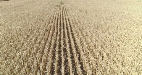 Endless rows of dry maize corn in vast plantation aerial drone shot Stock-Footage 93827242