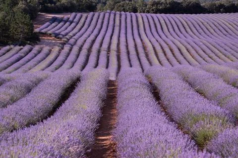 Endless rows of fragrant flowers in the lavender fields of Guadalajara Spain Stock Photos