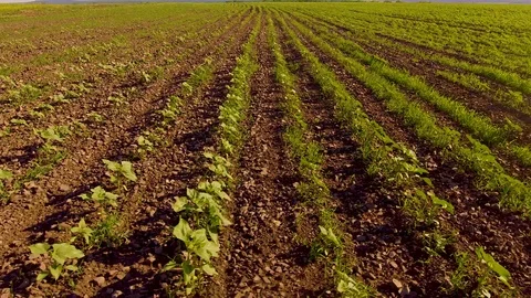 Endless rows of green in the field Video stock 109278223
