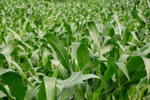 Endless Rows of Lush Green Corn Stock Photos