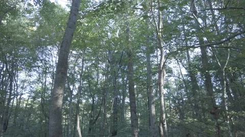 Endless rows of trees in the forest looking up point of view 動画素材 211602475
