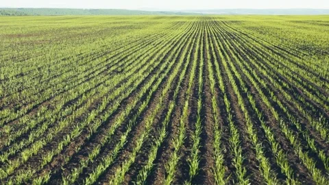 Endless Rows Of Young Crops Across Vast Farmland Showing Scale Of Modern Ag.. Stock Footage 336943112