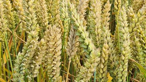 Endless rye fields with ripe ears at the end of the summer season Stock Photos