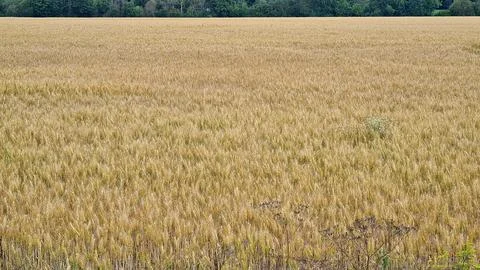 Endless rye fields with ripe ears at the end of the summer season Stock Photos