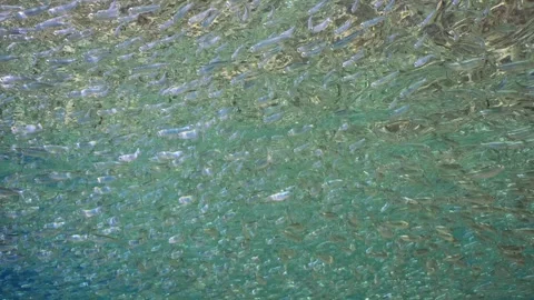 Endless School Of Small Fish Swims Under... | Stock Video | Pond5