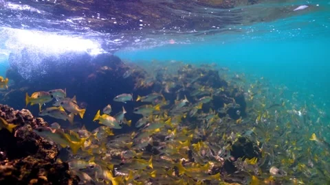 Endless School of Tukun Laut Fish Dancing in Sunlight – Shallow Ocean Stock Footage 334110022