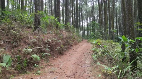 Endless single lane path or road in dense pine forest trees Vídeos de archivo 290925529