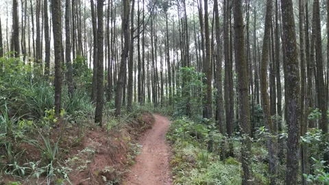 Endless single lane path or road in dense pine forest trees Stock-Footage 290925630